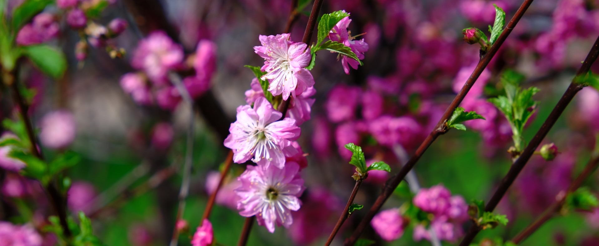 Discretionary Investment Management