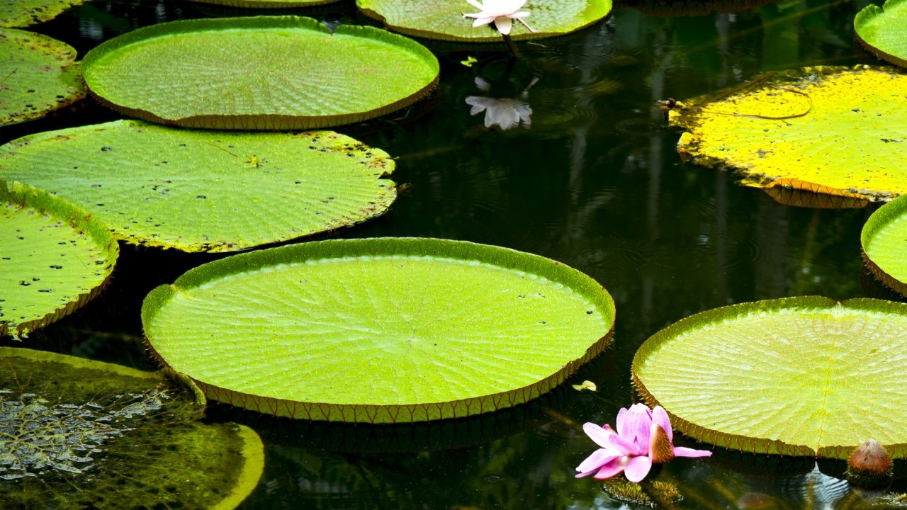 Butterfield in singapore