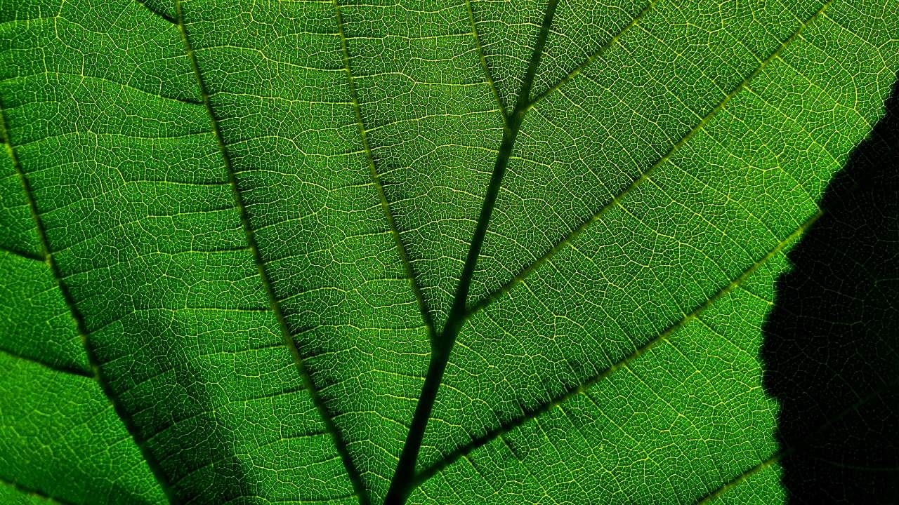 Butterfield in Switzerland